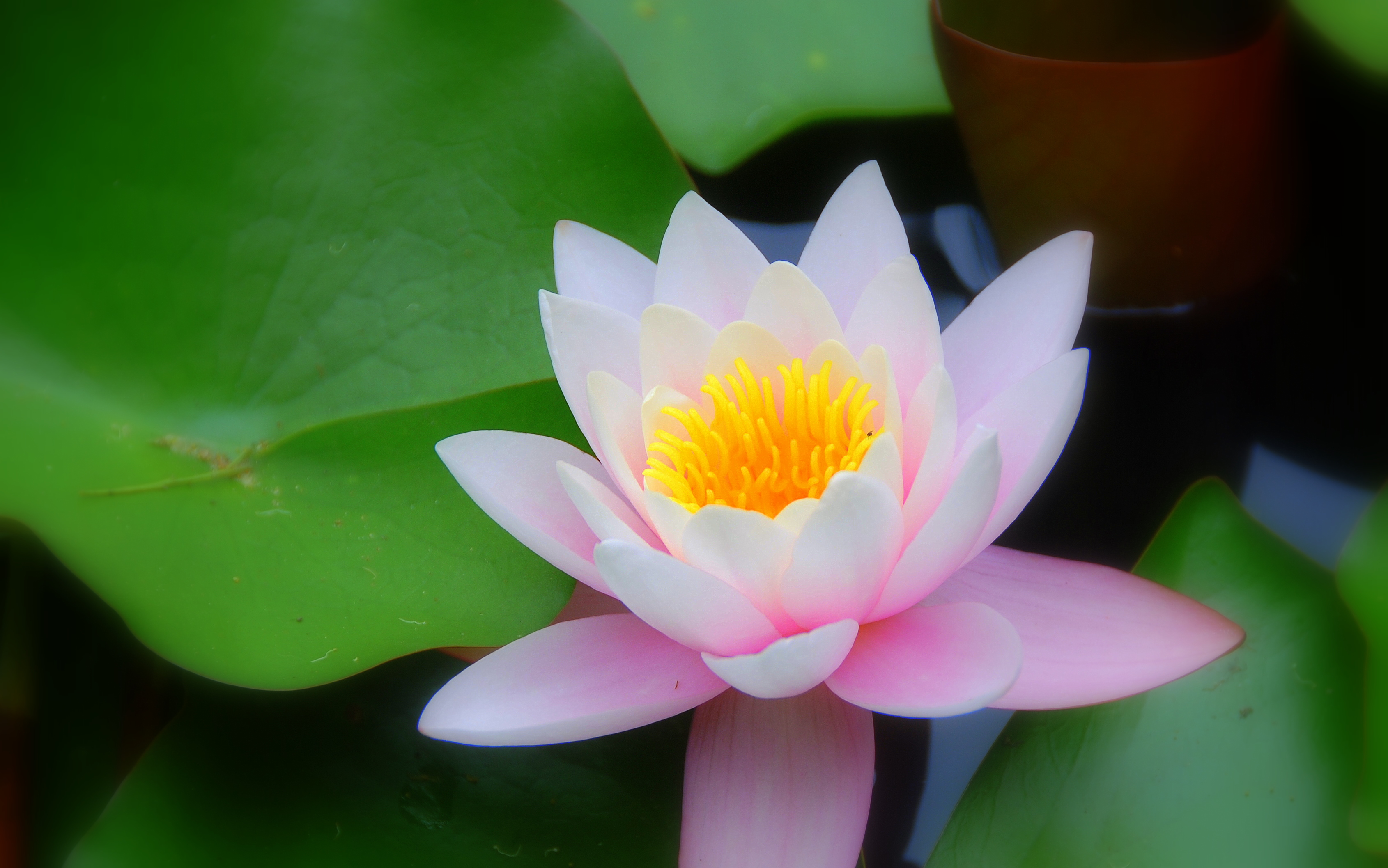 Abby ziran flower